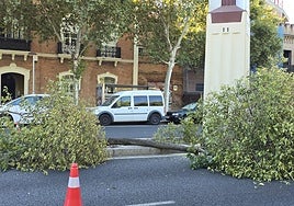 El Ayuntamiento de Sevilla sustituirá más de un centenar de árboles de Torneo para resolver su «estado decrépito»