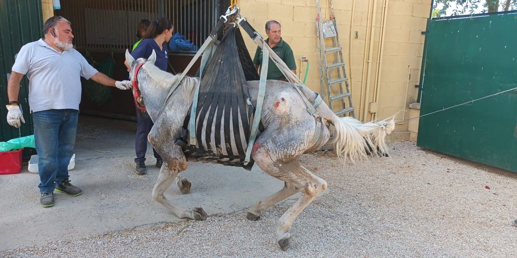 Rescatan en Aznalcóllar un caballo abandonado y en situación de extrema desnutrición y deshidratación