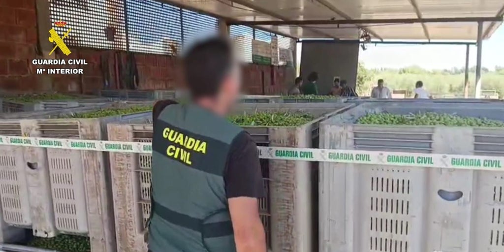 Intervienen 30 toneladas de aceitunas y detienen a dos personas por robar en fincas agrícolas del Aljarafe sevillano