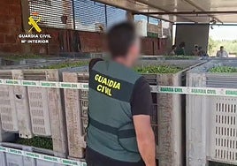 Intervienen 30 toneladas de aceitunas y detienen a dos personas por robar en fincas agrícolas del Aljarafe sevillano