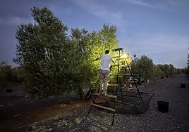 Una campaña de verdeo que espera la lluvia y sigue sin trabajadores para recoger la cosecha