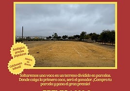 Este pueblo de Sevilla sortea una caca de vaca: el ganador se lleva 1.000 euros y un jamón