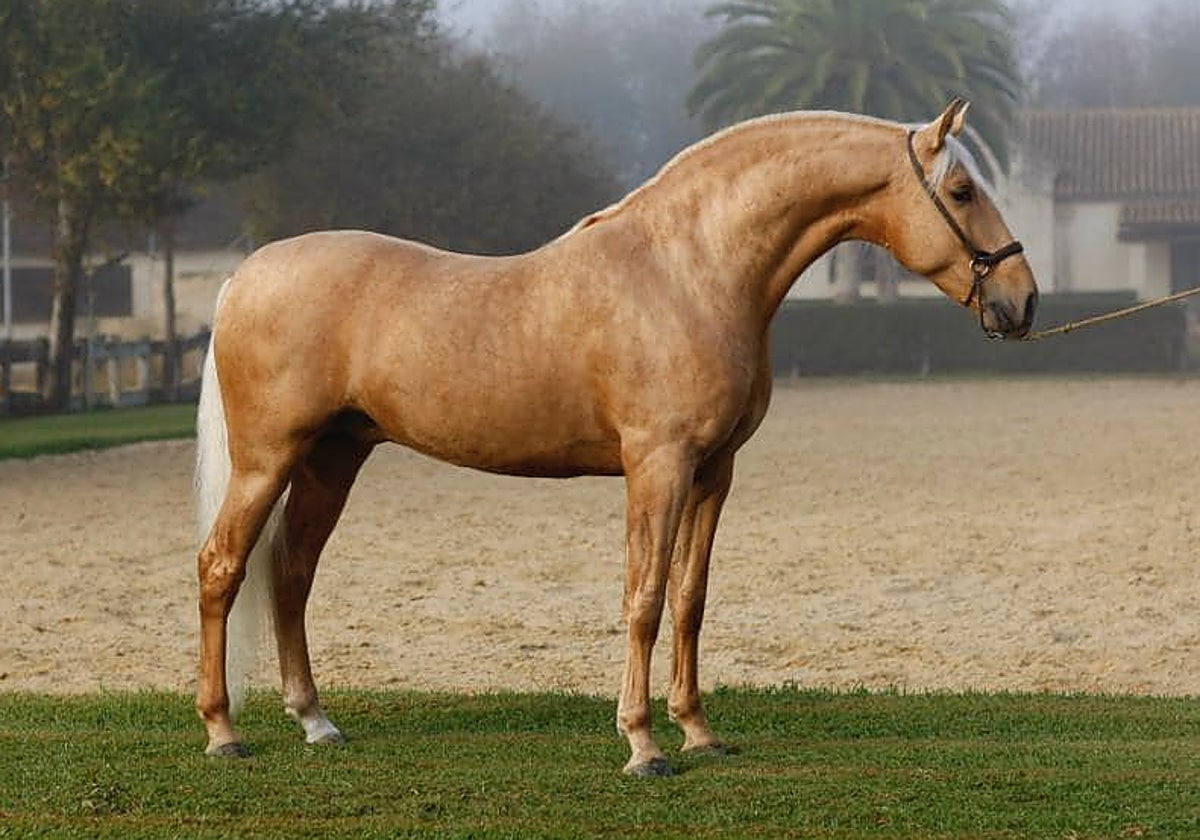 Caballo de Pura Raza Española de Torreluna