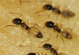 La hormiga fantasma que ha llegado a Andalucía: qué es y cuáles son sus riesgos
