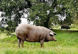 El sector del ibérico espera las lluvias para que arranque una montanera «excelente»