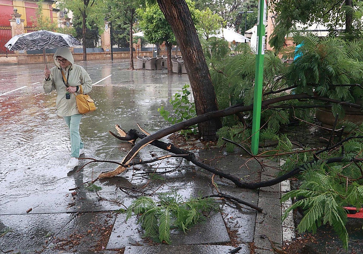 Una rama caída en una imagen de archivo