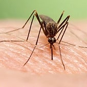 Salud confirma un segundo caso de fiebre del Nilo en un vecino de Morón y otro en estudio en La Rinconada