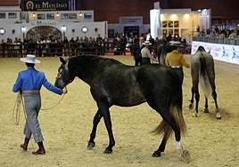 Sicab «sigue adelante» y se instalará en Fibes la semana previa al evento