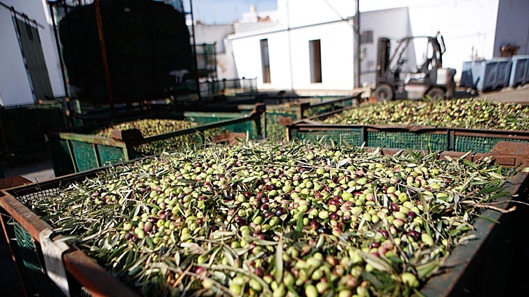 Imagen de aceitunas en un punto de verificación