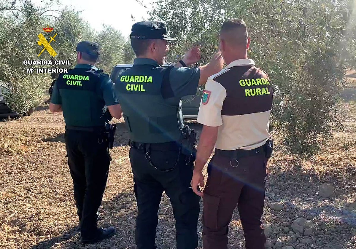 Operativa de la Guardia Civil contra el robo de aceitunas en el Aljarafe