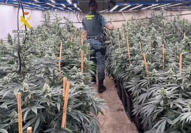 La Guardia Civil interviene más de mil plantas de marihuana en Pilas, Villamanrique y Aznalcázar