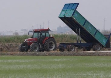 Las importaciones de grano asiático hunden los precios del arroz sevillano