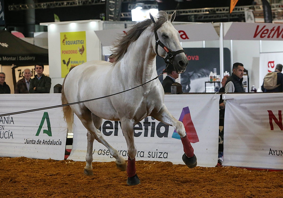 Ambiente Sicab la mañana del martes 18 de noviembre