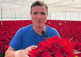 Ángel Illescas, florista profesional: «La flor de pascua hay que regarla cada 3 días para que aguante hasta Navidad»