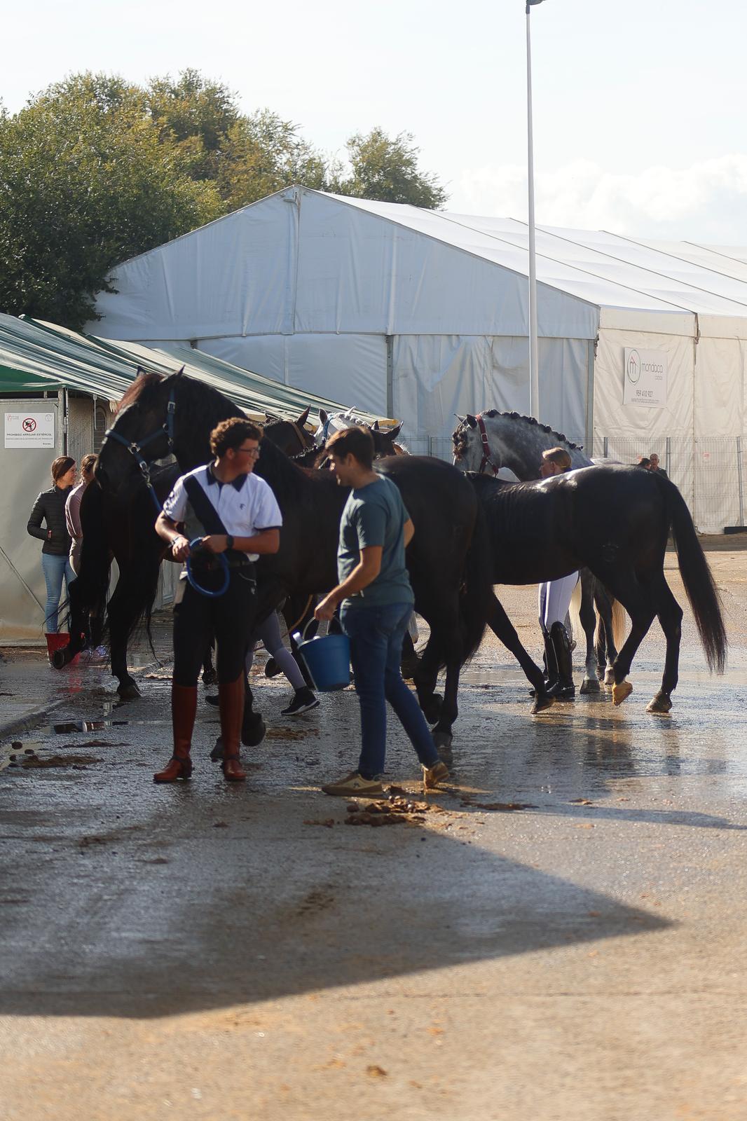 En imágenes, segundo día de Sicab 2025 en Sevilla
