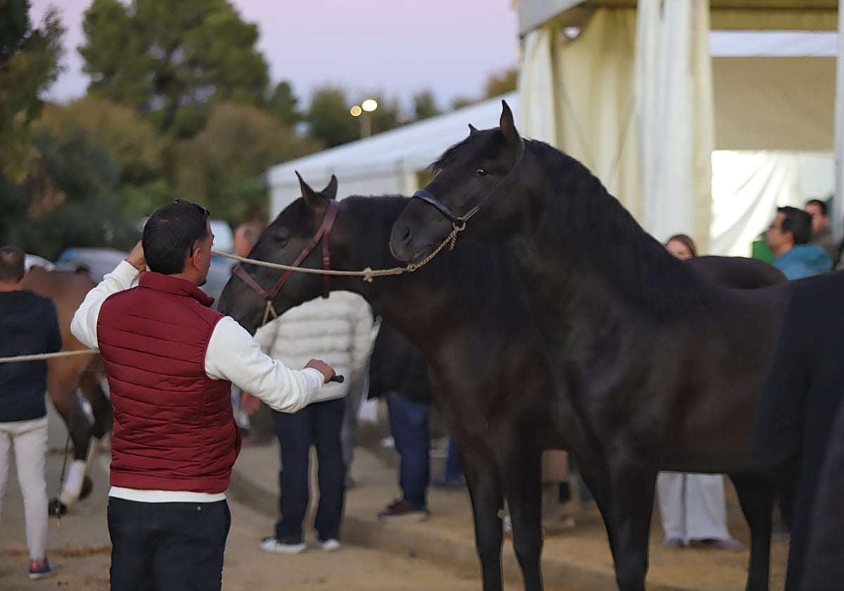 Cuarto día de Sicab