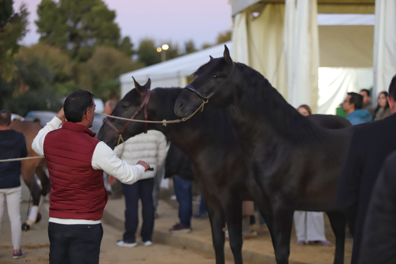 Así ha sido el cuarto día de Sicab en Sevilla: desde cocina en directo hasta demostración de trenzado para competición