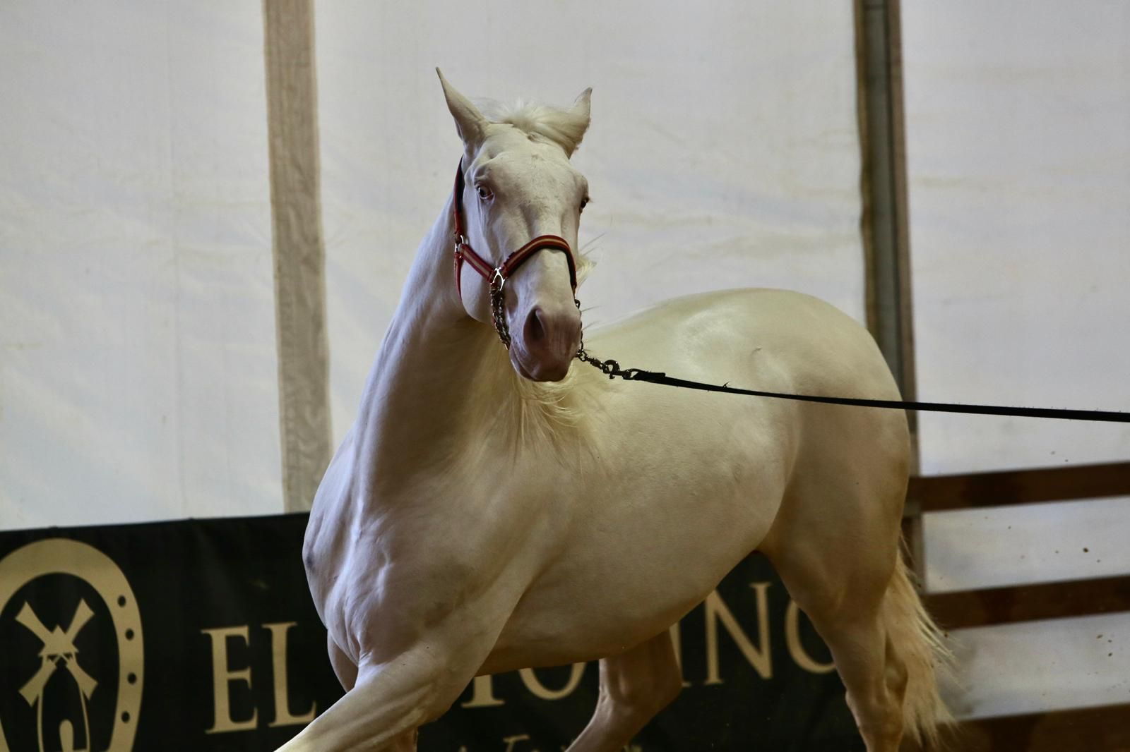 En imágenes: ambiente en el tercer día de Sicab en Fibes