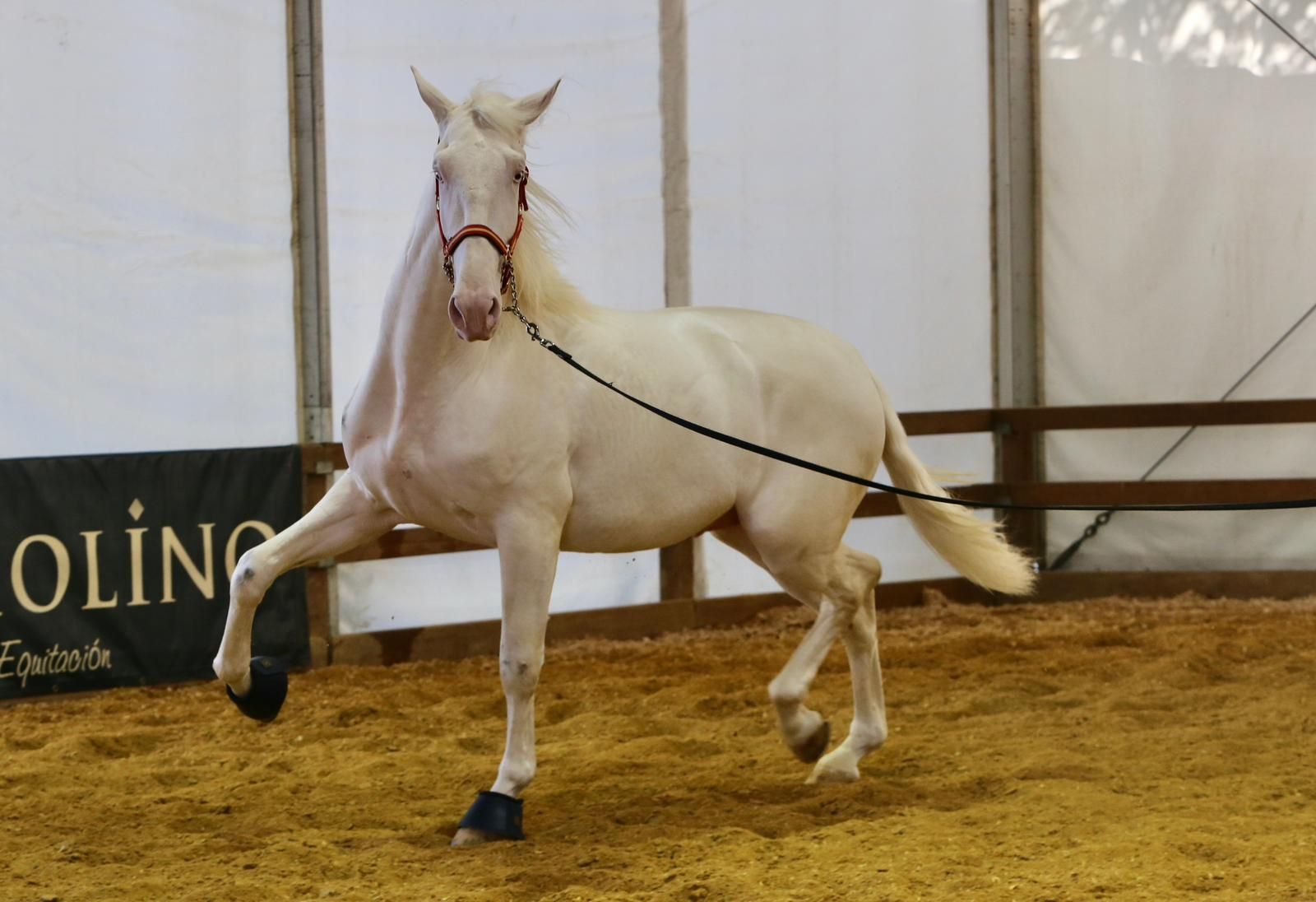 En imágenes: ambiente en el tercer día de Sicab en Fibes