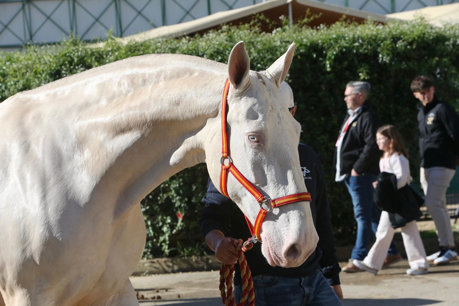 En imágenes: ambiente en el tercer día de Sicab en Fibes