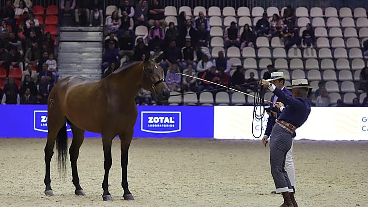 Míriam Luque, la influencer que trenza caballos y revoluciona Sicab