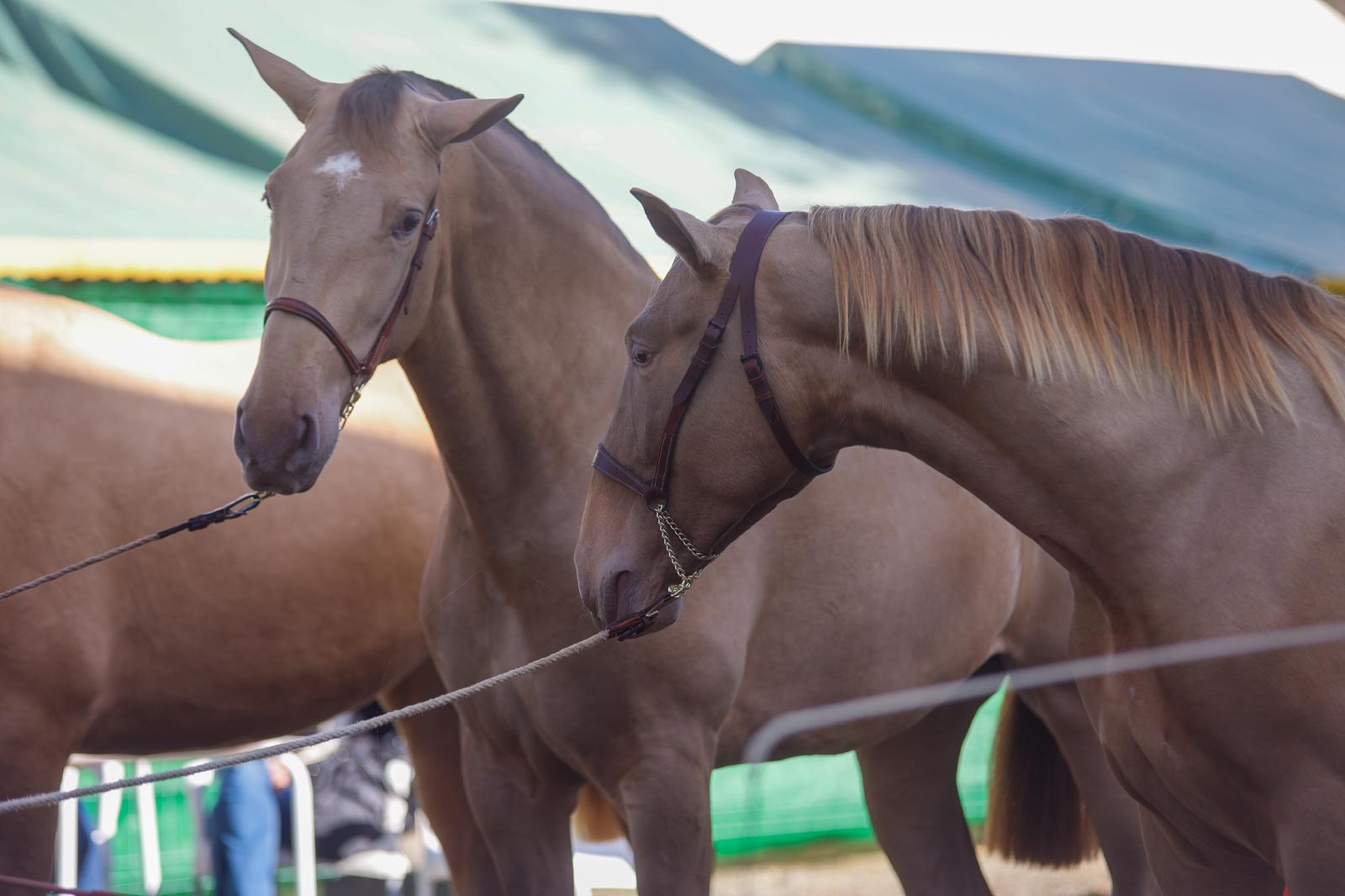 Penúltima jornada de Sicab en Sevilla: desde un campus de herraje hasta la visita de Juanma Moreno