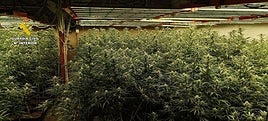 Desmanteladas dos plantaciones de marihuana en Brenes y Fuentes de Andalucía con tres detenidos