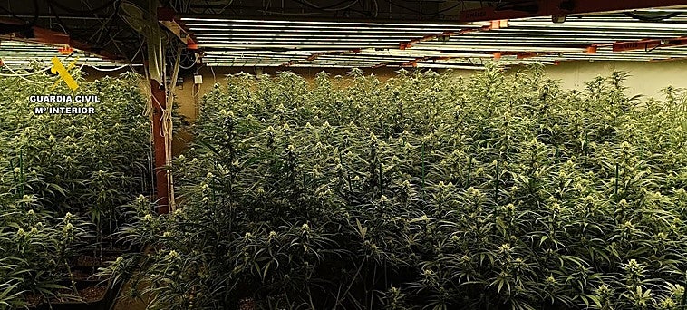 Desmanteladas dos plantaciones de marihuana en Brenes y Fuentes de Andalucía con tres detenidos