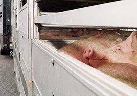 La Junta intensificará los controles de los animales sacrificados y el transporte de ganado para prevenir la peste porcina