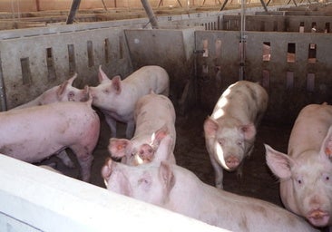 La difícil lucha contra la peste porcina: «Es un virus muy resistente, puede vivir hasta tres años en carne congelada»