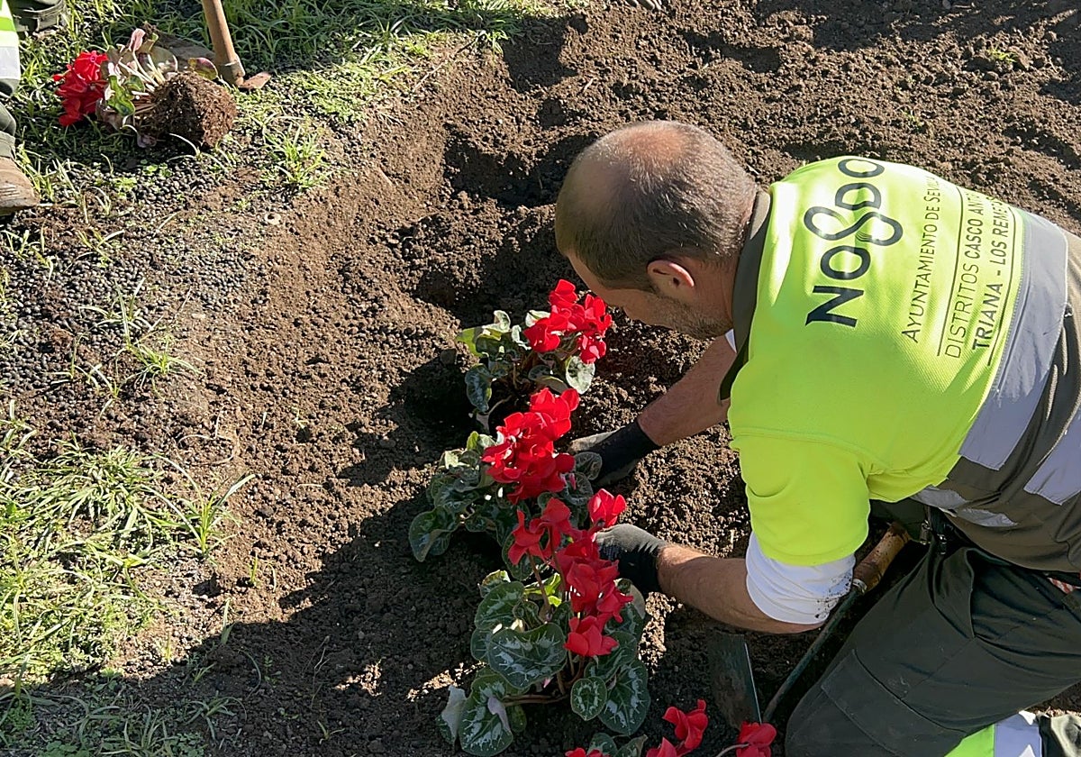 Sevilla recibe a la Navidad con nuevas Flores