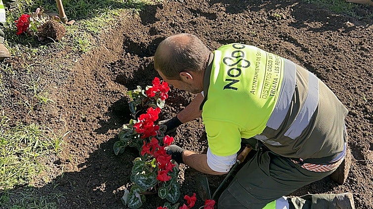 Sevilla se engalana para la Navidad con más de 80.000 nuevas plantas ornamentales