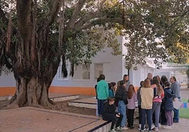 El ficus del CEIP Huerta de Santa Marina busca votos para convertirse en Árbol del Año 2026 y representar a Sevilla en Europa