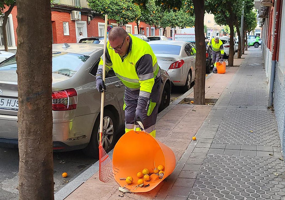 Trabajadores de limpieza recogiendo naranjas en la vía pública