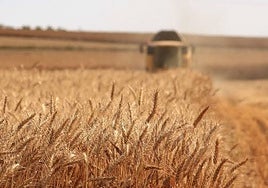 El 2025 del campo, un año marcado por la falta de mano de obra y la llegada del agua