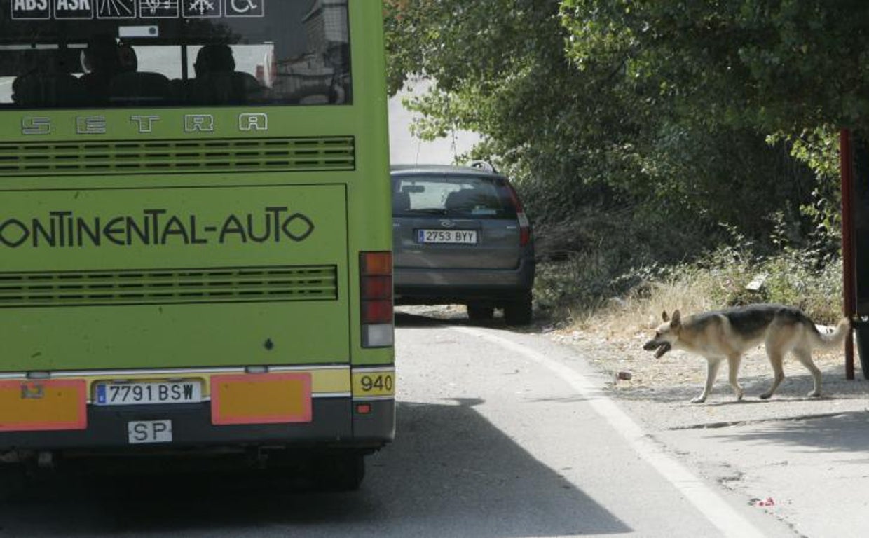 Fotografía de archivo de un perro abandonado