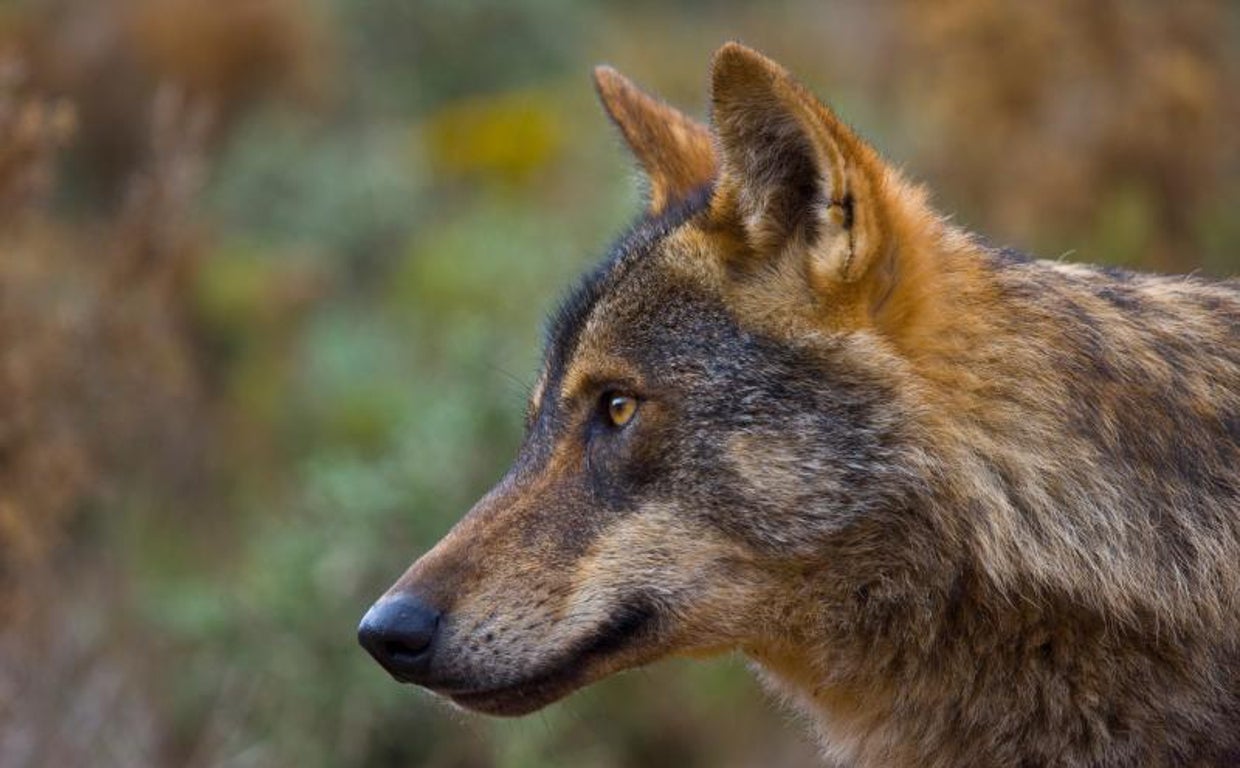 Lobo iberico (Canis lupus)