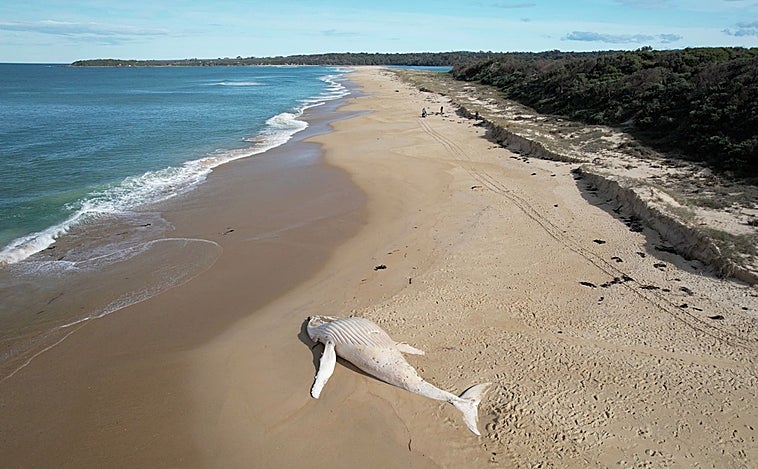 Encuentran una ballena blanca muerta en una playa de Australia