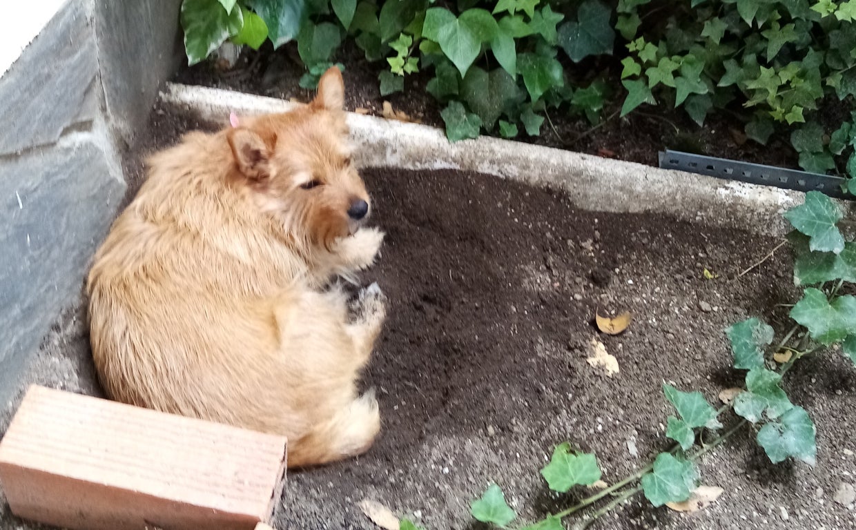 Perro buscando un lugar fresco