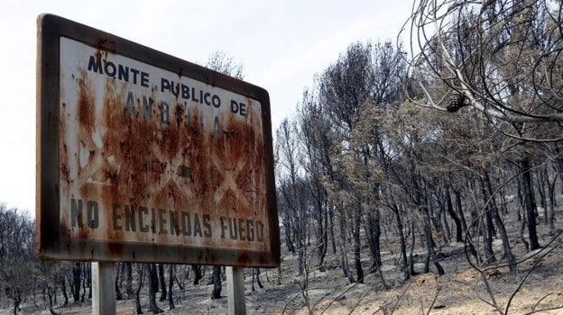 El monte quemado de Andilla, Valencia, hace una década