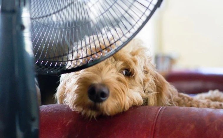 Tsunami de calor en las mascotas: consejos para cada animal