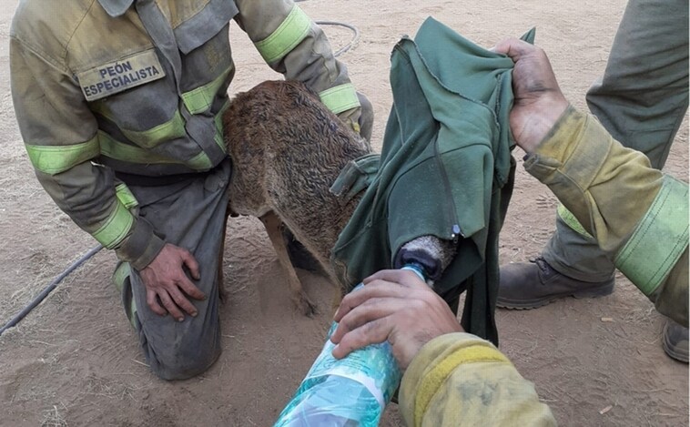 Los brigadistas de Villardeciervos atienden a un corzo que se ha salvado de las llamas del incendio de Losacio、en la provincia de Zamora