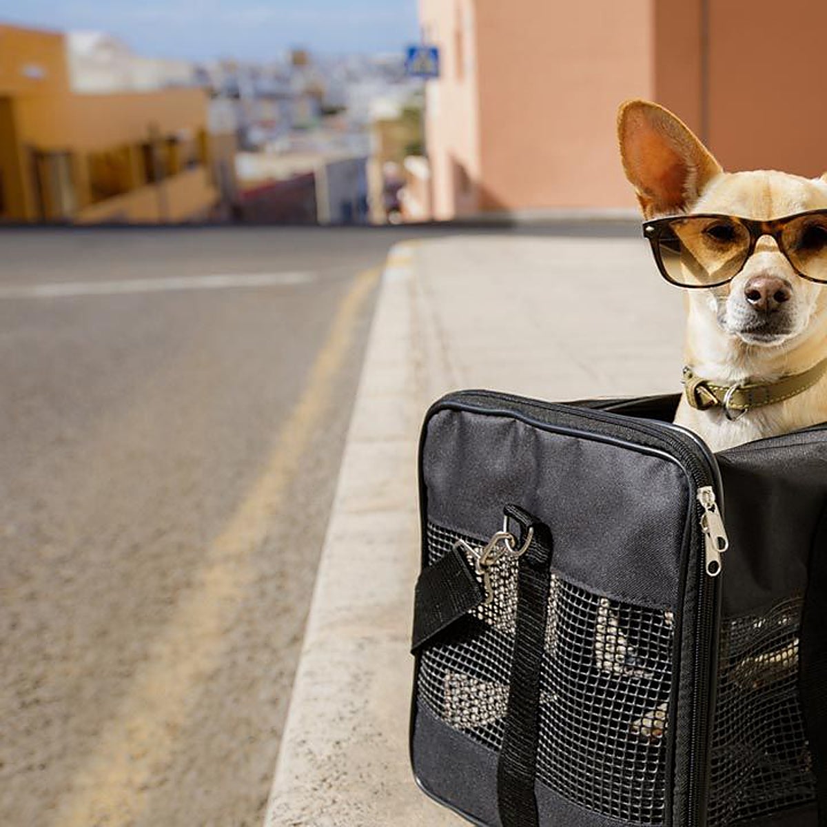 Cama, comida, correa, juguetes, documentación no deben faltar en el equipaje de nuestro perro
