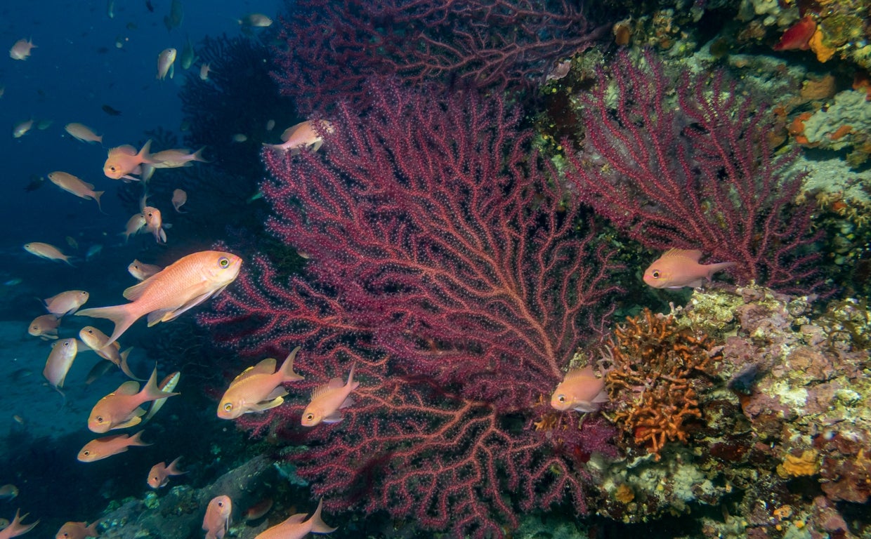 Cinco años seguidos de muertes masivas de especies por un Mediterráneo demasiado cálido