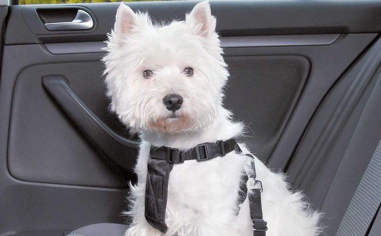 Esto es lo que tienes que hacer cuándo viajas con tu mascota en el coche