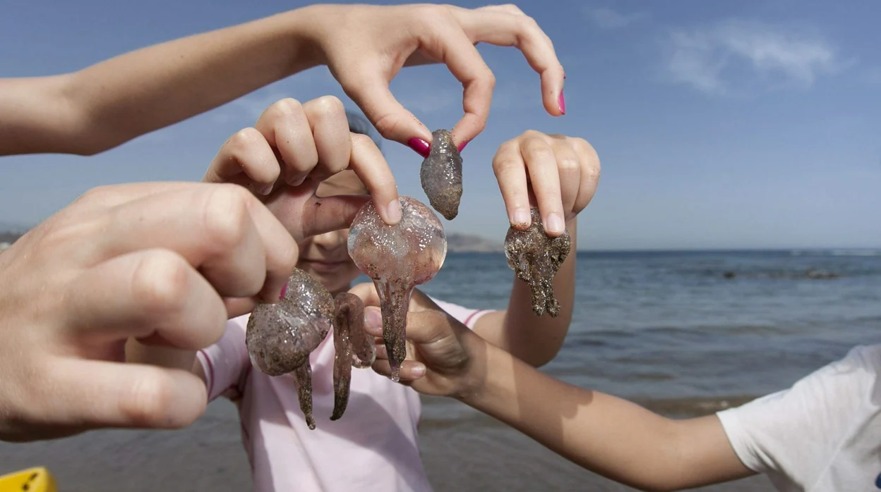 Ni echar orina, ni arena: qué debes hacer si te pica una medusa
