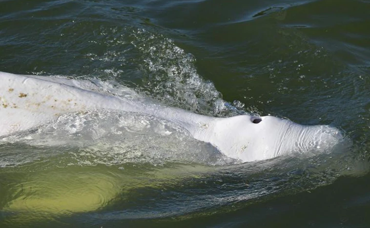 La beluga del río Sena rechaza la comida y cada día está más enferma