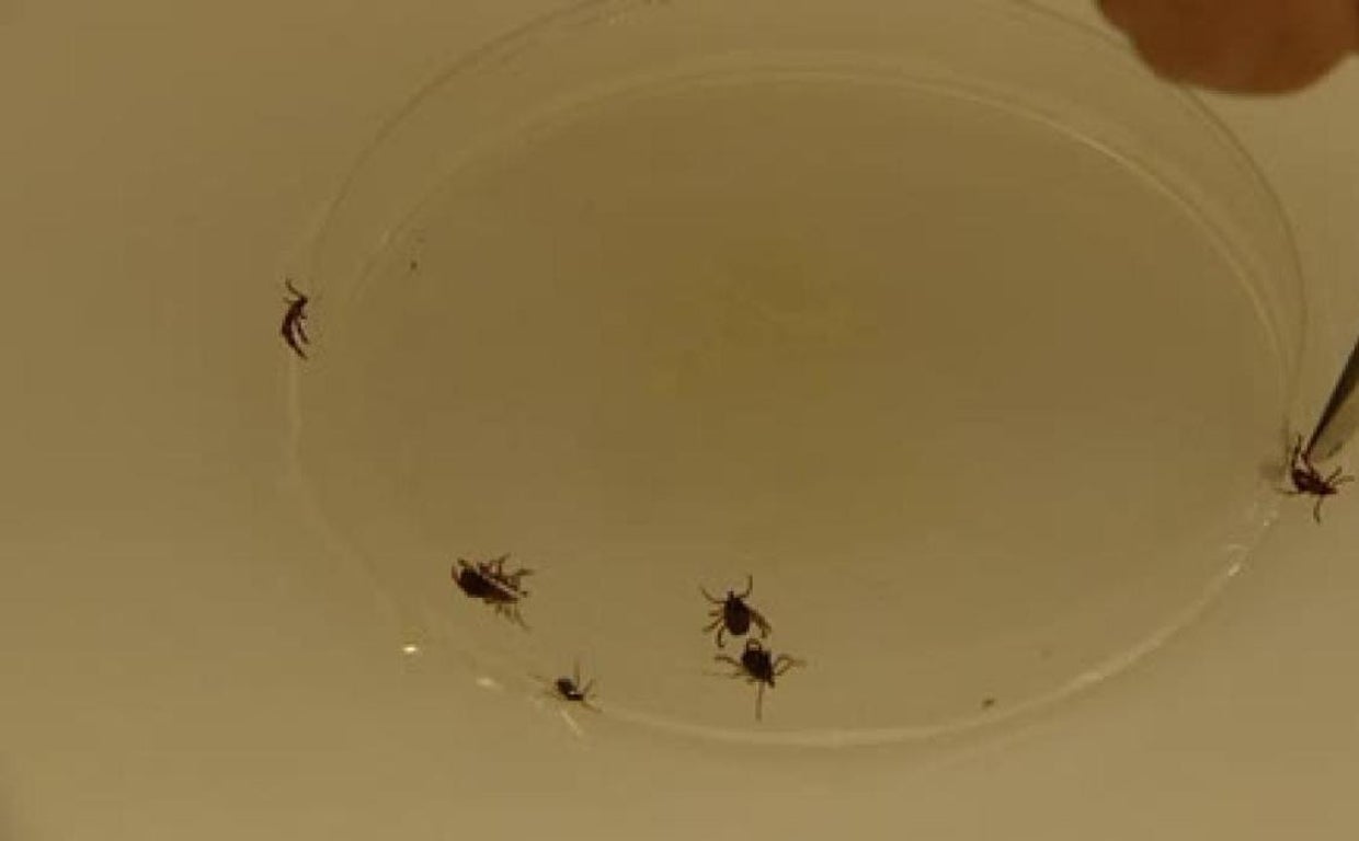 Castilla y León concentra 11 de los 12 últimos casos de la fiebre de Crimea-Congo desde 2013