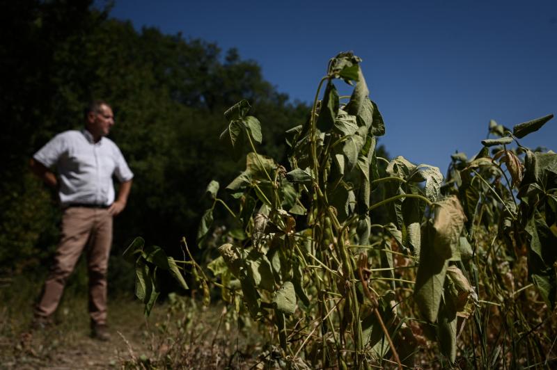Un agricultor francés observa cultivos de soja secos en su campo en Saint-Ciers-sur-Bonnieure, suroeste de Francia, en un año marcado por la sequía y las olas de calor el 8 de agosto de 2022