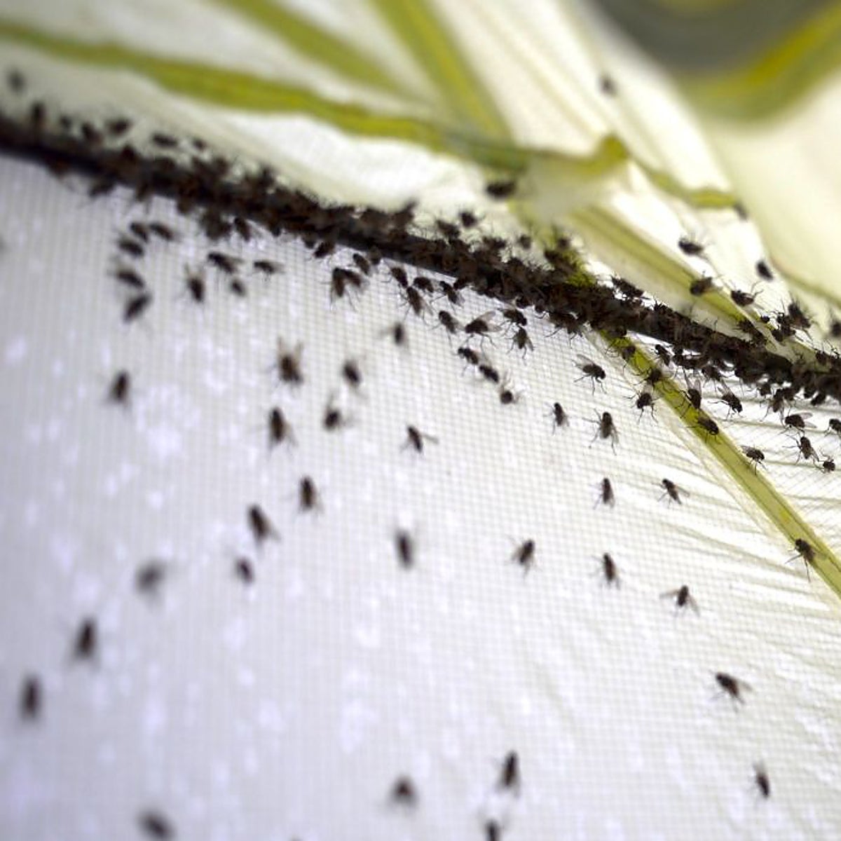 Los mosquitos invaden la Toscana y provocan daños al turismo